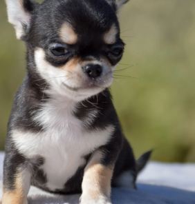 chihuahua (2)