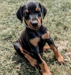 dobermann welpen