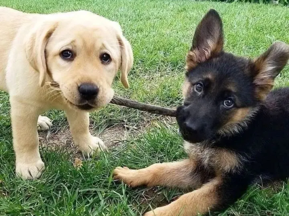 germanshepherdbreeder-20250108-0006