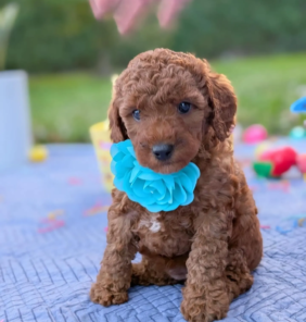 goldendoodle (3)