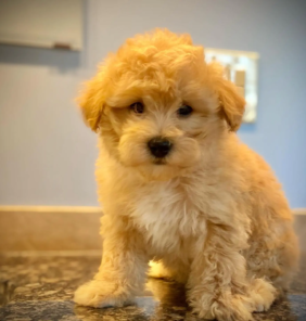 Harvanese (15)
