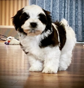 Harvanese