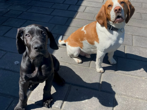 labrador 5 (8)