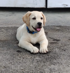 labrador 6 (1)