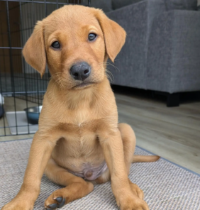 labrador-fox (13)