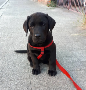labrador4 (4)