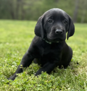 labrador5 (7)