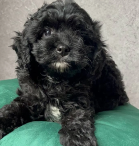poodle two (4)
