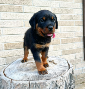 rottweilers (1)