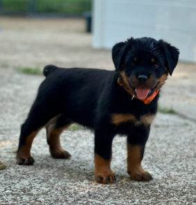 rottweilers (22)