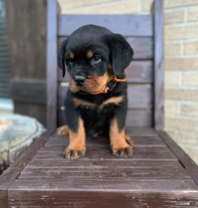 rottweilers