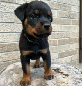 rottweilers (8)