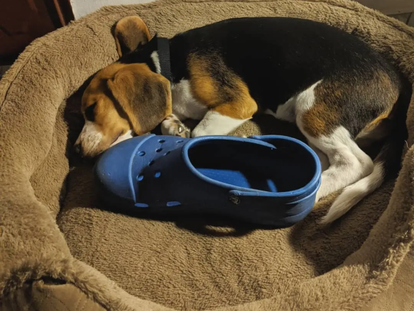 thebeaglebagel_-20240811-0006