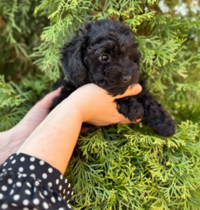 toy_poodle__lovers-20250627-0038