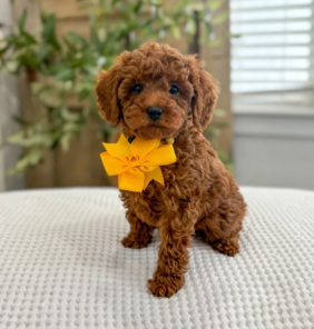 toy_poodle__lovers-20250627-0044