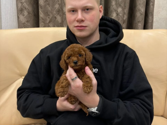 toy_poodle__lovers-20250627-0088