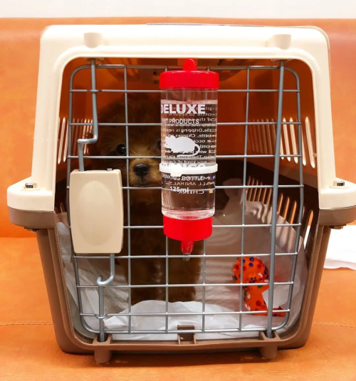 toypoodlehomeus-20250627-0001