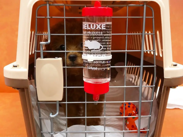 toypoodlehomeus-20250627-0001