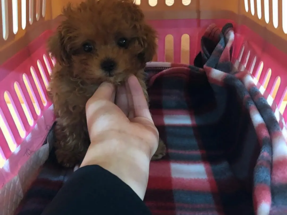 toypoodlehomeus-20250627-0002